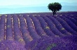 Lavender Fields