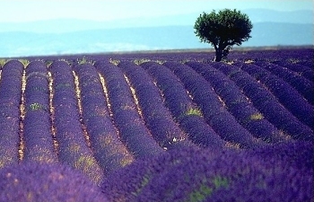 Fine Art Nature Photography: lavender fields in the Provence, France
