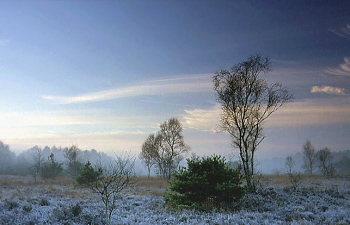 Fine Art Nature Photography: tender beeches on a frozen early morning, Germany