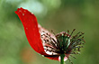 plant photo: poppy