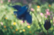 plant photo: Aquilegia vulgaris
