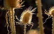 macro photography