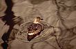 bird photo: duck