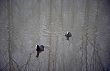 bird photography