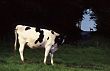 cow and deer